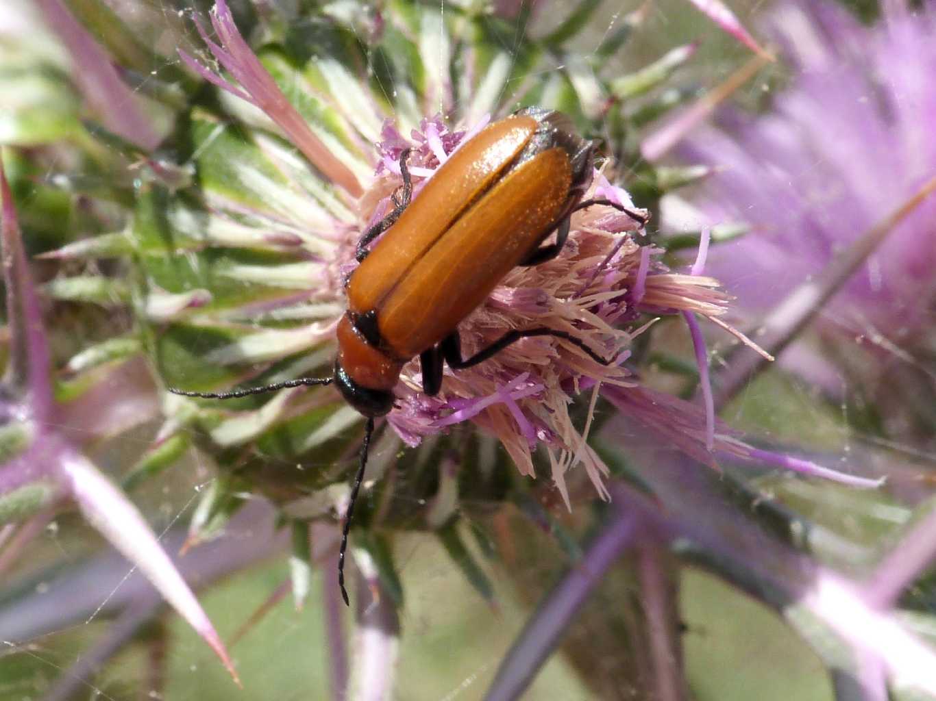 Zonitis immaculata